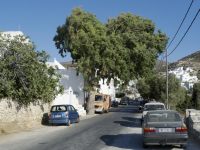 Arbre 1
